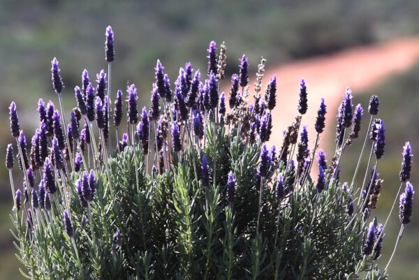 Lavender Rosemary Natural Vegan Bar Soap - Image 5